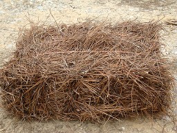 Pine Straw